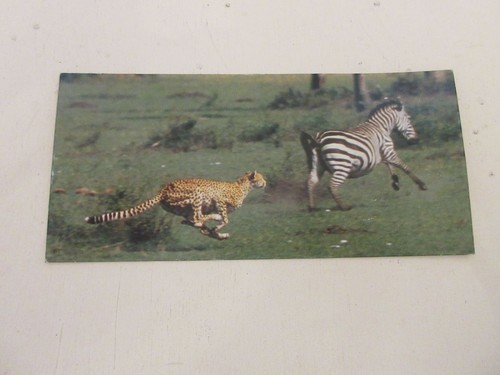 Fiche 525 photo animaux - photo, le