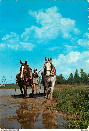 Carte postale animaux - -,