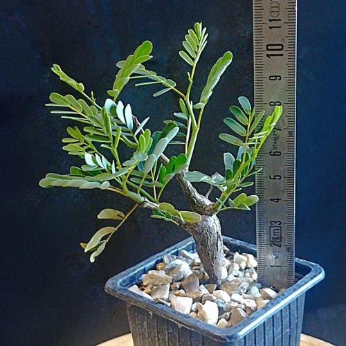 Senna meridionalis caudex - senna,