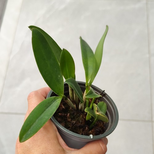 Orchidée cattleya leopoldii