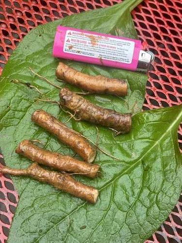 Bocking comfrey root - comfrey,