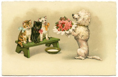 Chats cats chien dog - cats.,