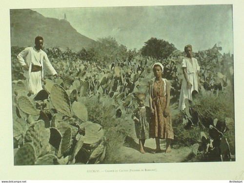 Algérie champs cactus - algérie, de