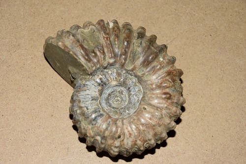 Ammonite douvilleiceras - ammonite,
