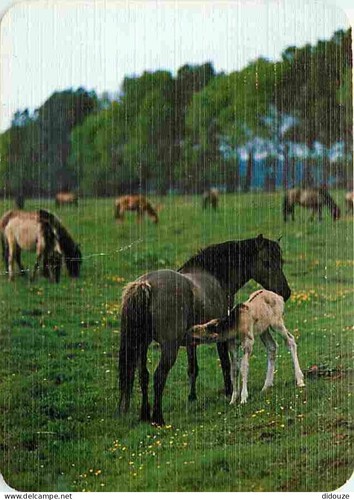Carte postale animaux - animaux,