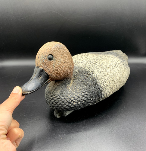 Canard chasse moriglione sport - canard,