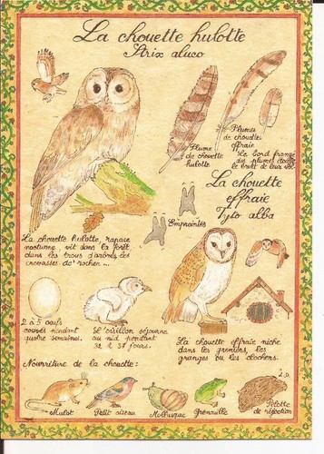 Art chouette hulotte - d'art,