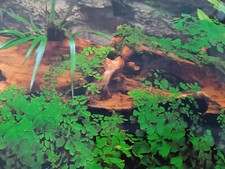 Décoration Poster Aquarium 60