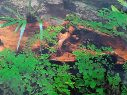Décoration poster aquarium - décoration, 60