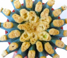 Ferocactus glaucescens cv