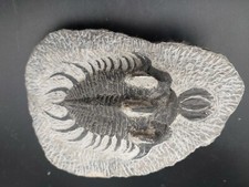 395g. Tres Beau Walliserops