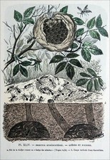 ANTOMOLOGY - WASP NEST and LANT CUT - 19th Century Engraving