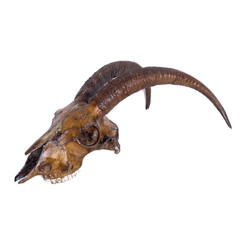 Crane bouc taxidermie - bouc,