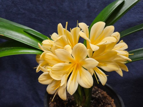 Leaf belgian yellow - 8-leaf, clivia