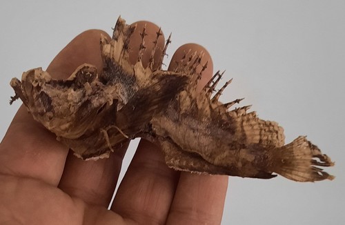 Curiosité taxidermie - curiosité,