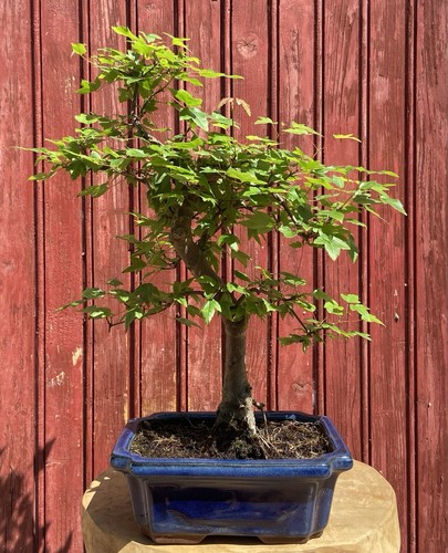 Bonsaï acer buergerianum - bonsaÏ,