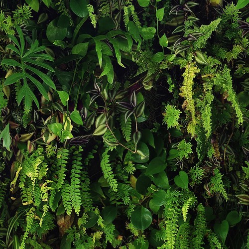 Kew living wall - living, de