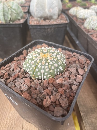Cactus astrophytum asterias - cactus,
