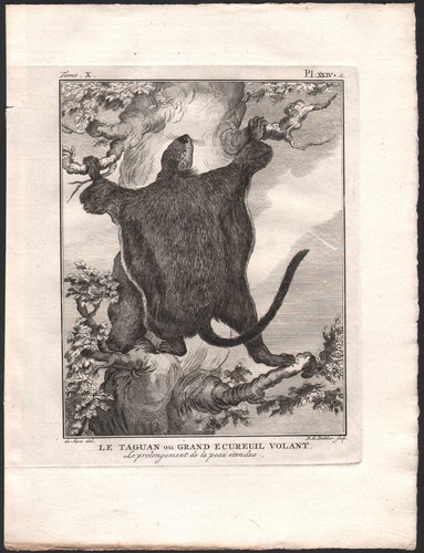 1802 belle gravure taguan - belle,