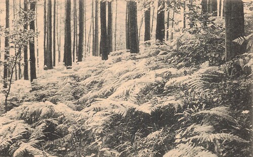 Belgique groenendael foret - belgique,