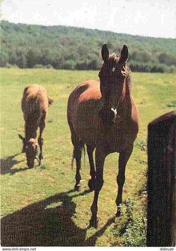 Carte postale animaux - carte,