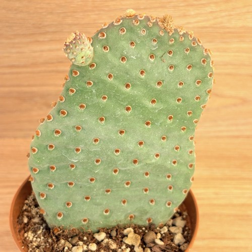 Opuntia basilaris pot - 10, cm