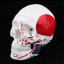 1: 1 étude De Modèle De