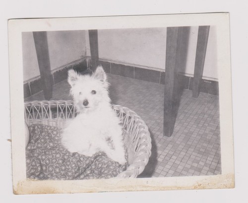 Photo ancienne chiot - ancienne,