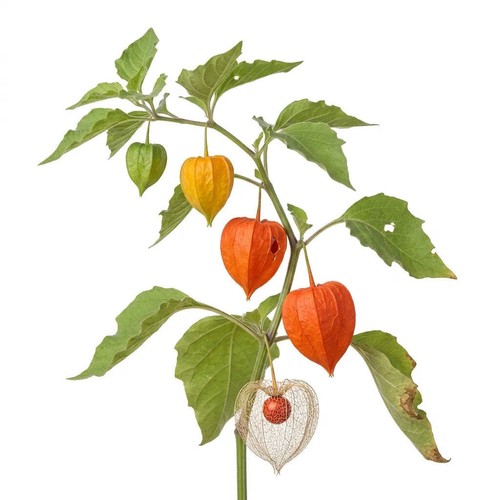 Graines lanterne chinoise - de,