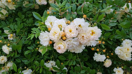 Rosa multiflora ghislaine - x, 'ghislaine