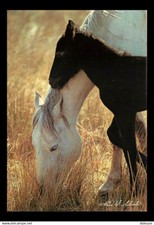 Special Size - 170 x 120 mms - Animals - Horses - Filly and Foal - P