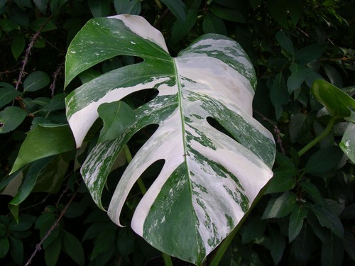 Philodendron monstera - philodendron,