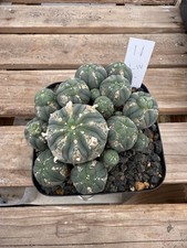 Aztekium Astrophytum Cactus Multihead Clump