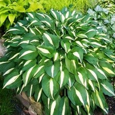 Hosta Tubercule Feuilles