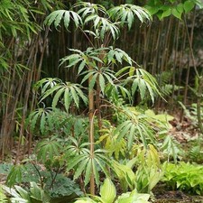 Schefflera taiwaniana -