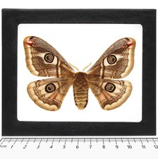 Saturnia pavonia FEMALE saturn