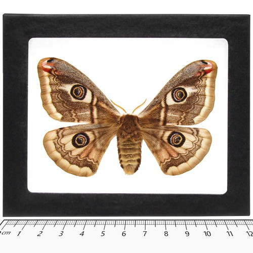 Saturnia pavonia female - saturnia, saturn