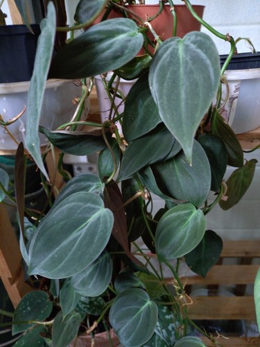 Philodendron micans - philodendron,
