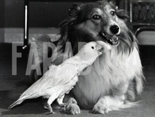 Photo de presse vintage Regno