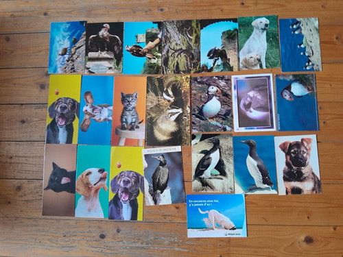 Lot cartes postales animaux - 22,