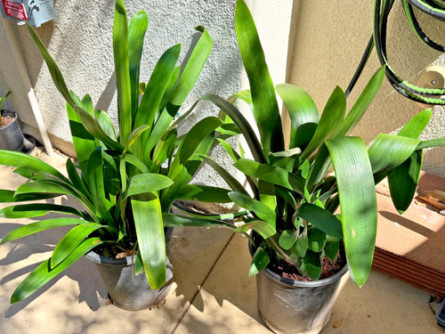 Adult yellow clivia miniata - 7,