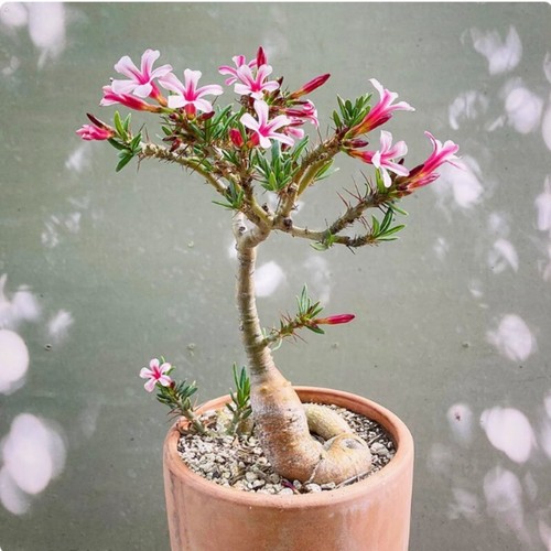 Pachypodium bispinosum cactus - pachypodium,