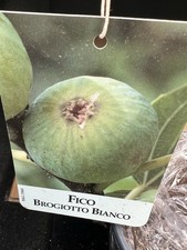 Figuier 🍐
