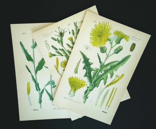 1886 lithographies 3er set - 3er,