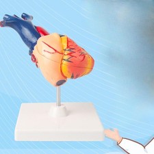 Modèle de coeur humain