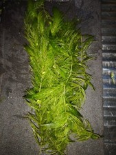 CERATOPHYLLUM DEMERSUM 15