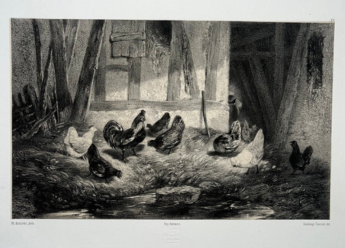 Poules coq lithographie - coq,