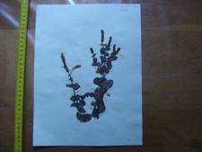 Annees 50 PLANCHE d'HERBIER du Gard Herbarium Planche Naturelle 30