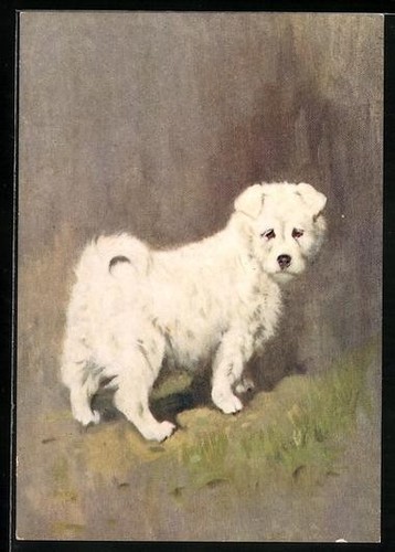 The samoyed portrait - samoyed,, portrait,