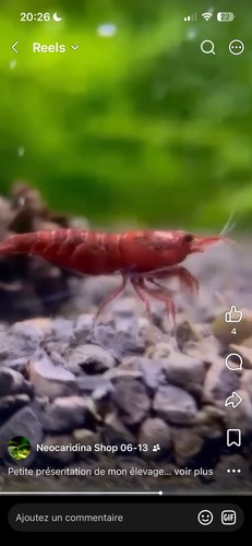 Crevettes neocaridina bloody - crevettes,